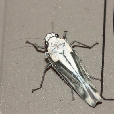 Leafhopper, Onega orphne (Cicadellidae)