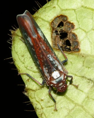 Leafhopper, Onega stipata (Cicadellidae)