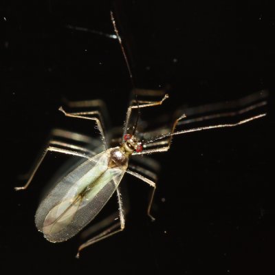 Plant Bug (Miridae)