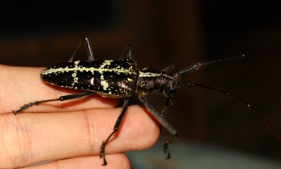Longhorn Beetle, Taeniotes nr. chapini (Cerambycidae: Lamiinae)