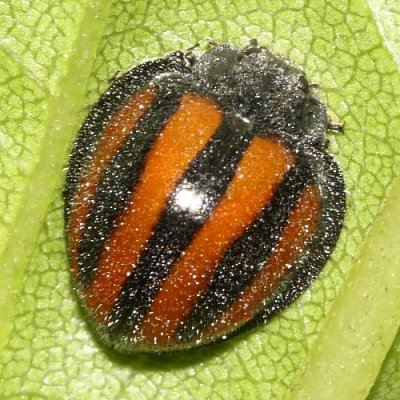 Lady Beetle, Epilachna ecuadorica (Coccinellidae: Epilachninae)
