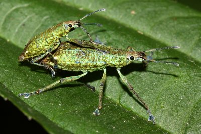 Coleoptera of Bellavista, Ecuador
