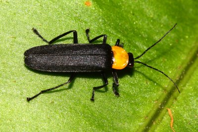 Firefly (Lampyridae: Photurinae)