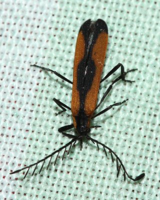 Net-winged Beetle (Lycidae)