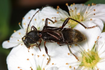 Cyrtophorus verrucosus (Cerambycinae)