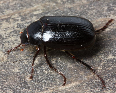 May Beetle (Diplotaxis tristis)