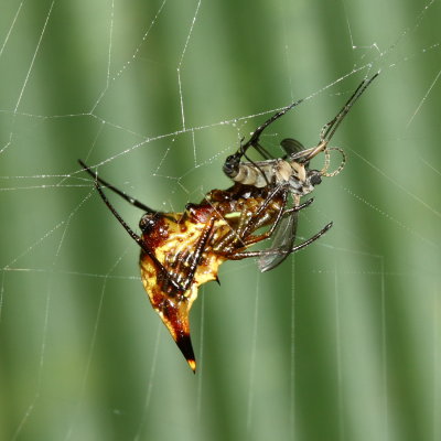 Orb-weaver, Micrathena acuta (Araneidae)