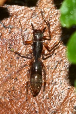 Ant-mimic Spider, Sphecotypus cf. (Corinnidae)