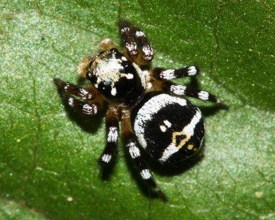 Jumping Spider, Corythalia sp. (Salticidae: Euophryini)