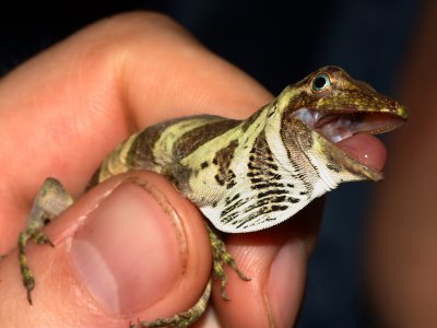 Banded Tree Anole, Anolis transversalis (Polychrotidae)