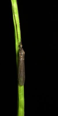 Dicranomyia liberta