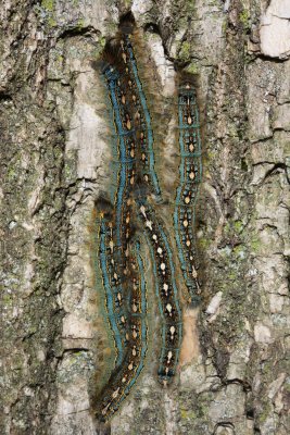 Forest Tent Caterpillars, Hodges#7698 Malacosoma disstria