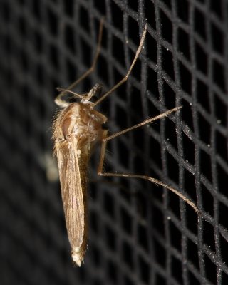 Chaoborus sp.