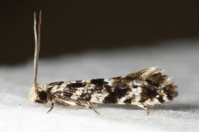 Grain Moth (Nemapogon sp.)