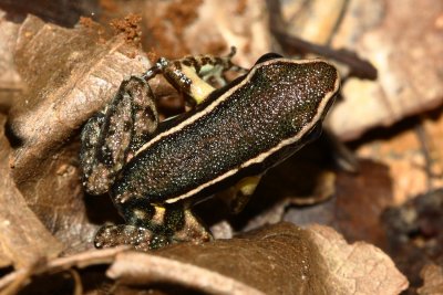 Spotted-thighed Poison Frog, Allobates femoralis (Dendrobatidae)