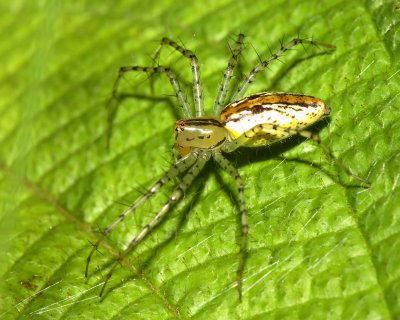 Lynx Spider, Peucetia rubrolineata (Oxyopidae)