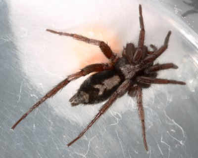 Parson Spider (Herpyllus ecclesiasticus)