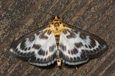 Small Magpie, Hodges#4952 Anania hortulata