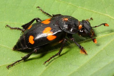 Sexton Beetle (Nicrophorus orbicollis), family Silphidae