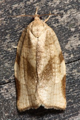 Oblique-banded Leafroller, Hodges#3635 Choristoneura rosaceana