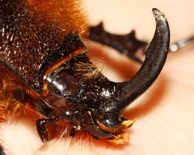 Rhinoceros Beetle, Heterogomphus schoenherri (Scarabaeidae: Dynastinae)