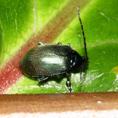 Flea Beetle, Lactina sp. (Chrysomelidae: Alticini)