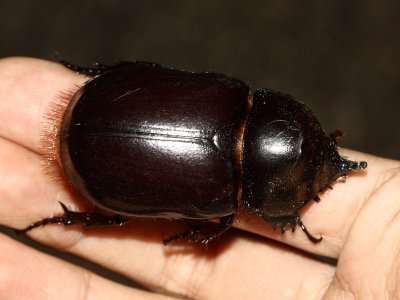 Rhinoceros Beetle, Heterogomphus sp. (Scarabaeidae: Dynastinae)