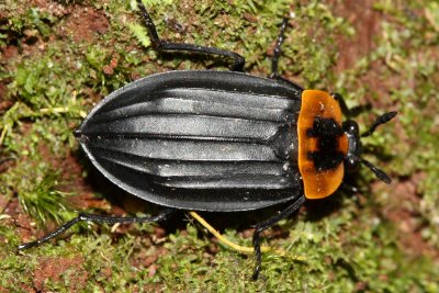Carrion Beetle, Oxelytrum discicolle (Silphidae)