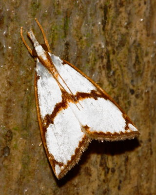 Snout Moth, Argyria insons (Crambidae: Crambinae)