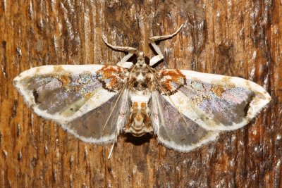 Snout Moth, Neoleucinodes sp. (Crambidae: Pyraustinae)
