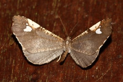 Butterfly Moth, Macrosoma subornata (Hedylidae)