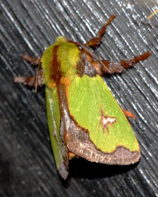 Slug Moth, Parasa campylostagma (Limacodidae)