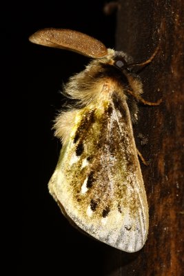 Flannel Moth, Macara alydda (Megalopygidae)