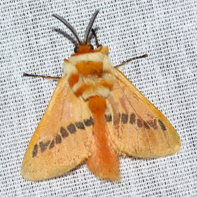 Flannel Moth, Trosia incostata (Megalopygidae: Trosiinae)