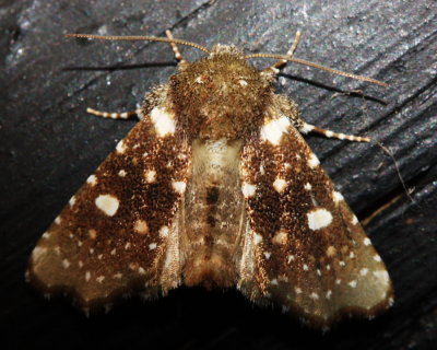 Owlet Moth, Pastona rudis (Noctuidae)