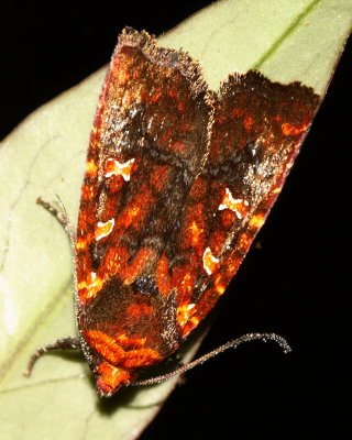 Owlet Moth, Perigea ignitincta (Noctuidae)