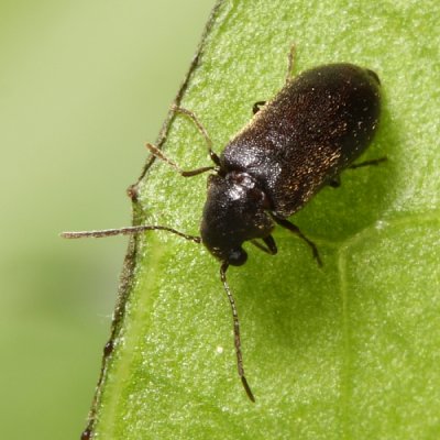 Ernobius sp.