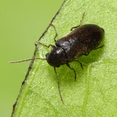 Ernobius sp.
