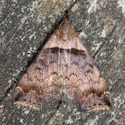 Ambiguous Moth, Hodges#8393 Lascoria ambigualis