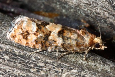 White Pine Cone Borer Moth, Hodges#3074 Eucosma tocullionana