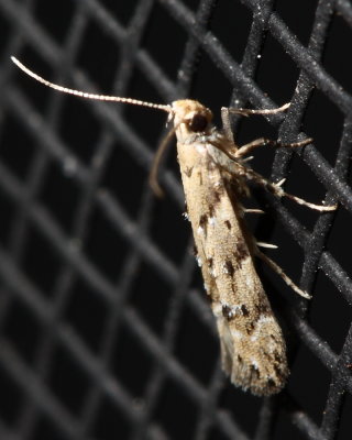 Hodges#1803 Coleotechnites coniferella