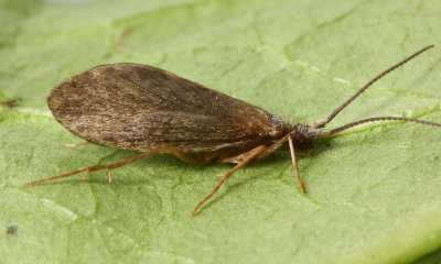 Bizarre Caddisfly (Lepidostoma sp.), family Lepidostomatidae
