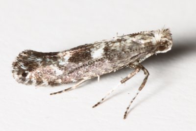 Hodges#0678 Parornix obliterella