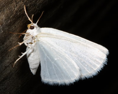 White Spring Moth, Hodges#6667 Lomographa vestaliata