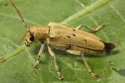 Family Cerambycidae - Longhorn Beetles