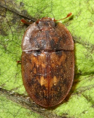 Lobiopa undulata