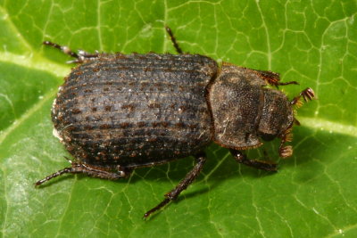 Hide Beetle (Trox scaber), family Trogidae