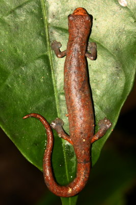 Lungless Salamander, Bolitoglossa peruviana (Plethodontidae)