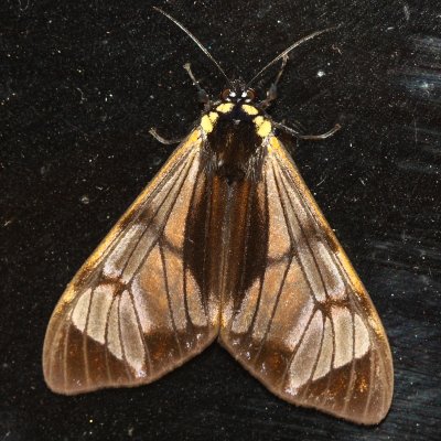 Tiger Moths (Arctiidae)