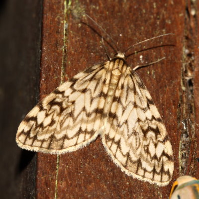 Parallage sp. (Ennominae)